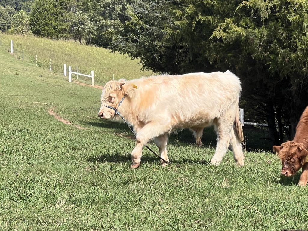 A cream-colored Highland cow stands in a grassy pasture with trees and fencing in the background.