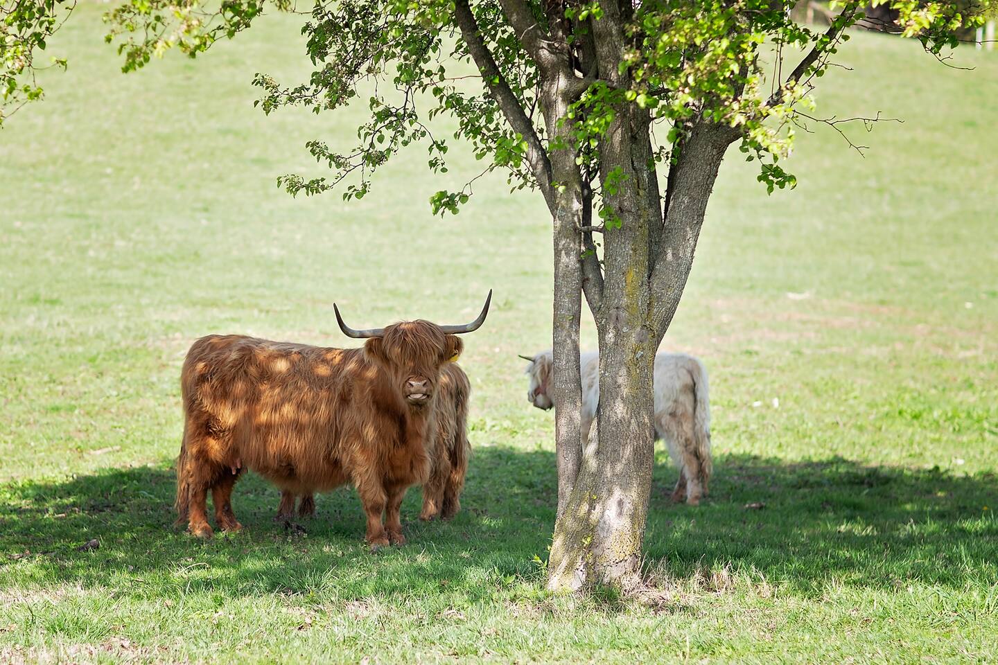 Inside FishHouse Tiny Home, a lakeside tiny home at Cedar Pond Farms — our fluffy Highland cow farm just outside the Smoky Mountains.